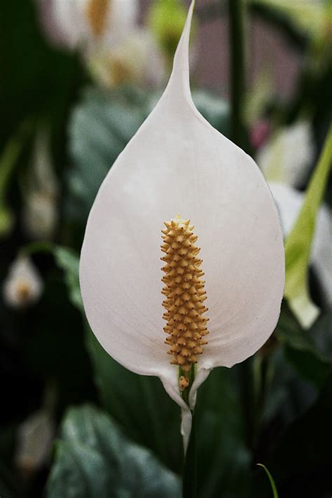 彎穗苞葉芋|白鶴芋